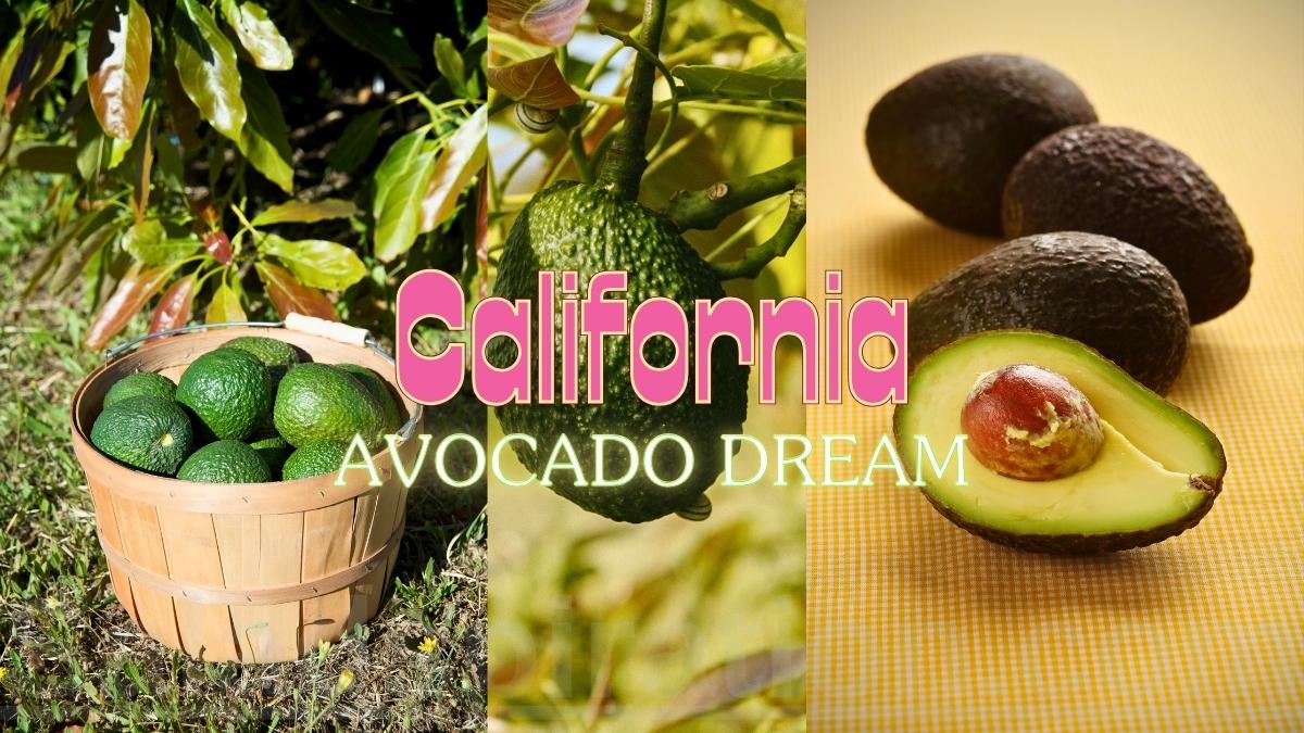 California Avocado Dream #californiaavocadodream #saladspiration #saladinspiration