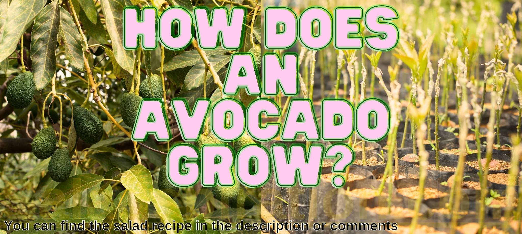 How Does an Avocado Grow? Exploring the Journey from Blossom to Ripeness #howdoesanavocadogrow #saladspiration #saladinspiration