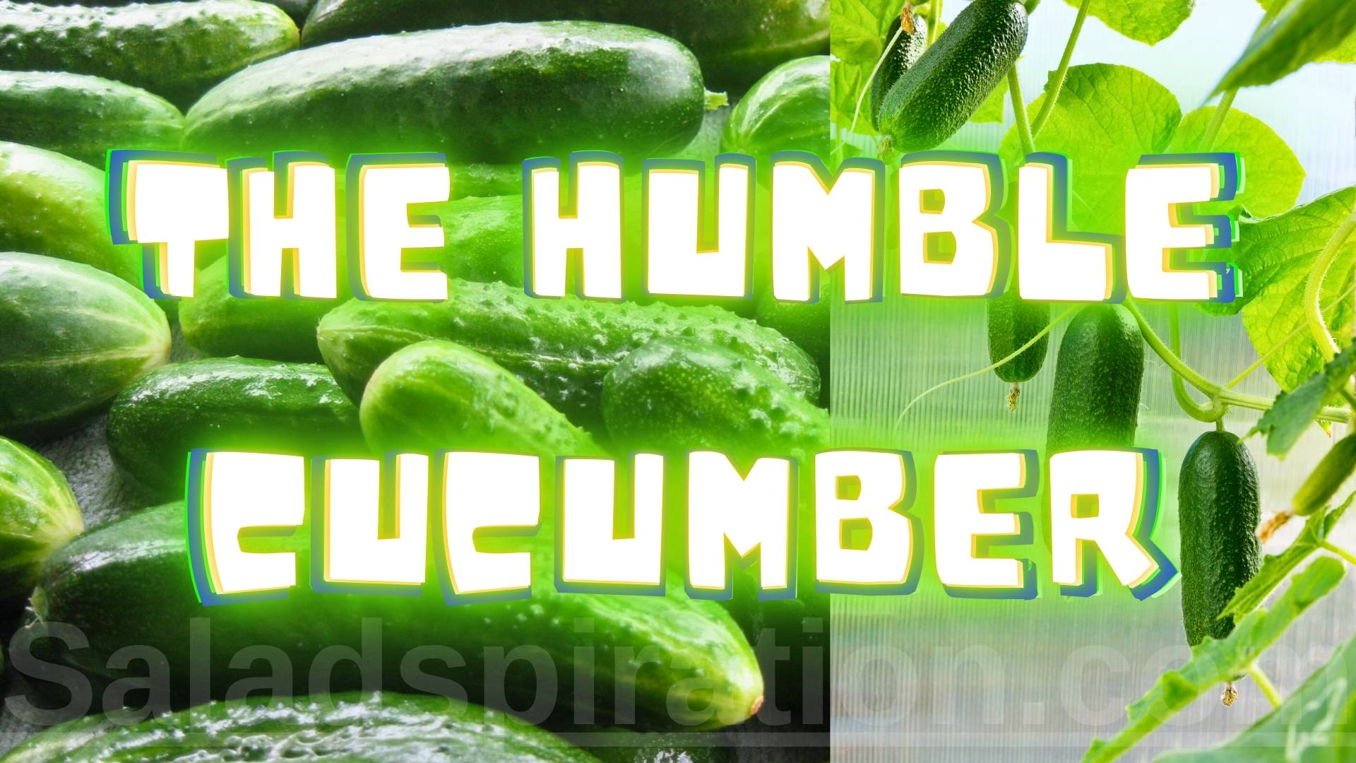 The Humble Cucumber: A Refreshing Journey Through History, Cuisine, and Culture #thehumblecucumber #cucumber #saladspiration