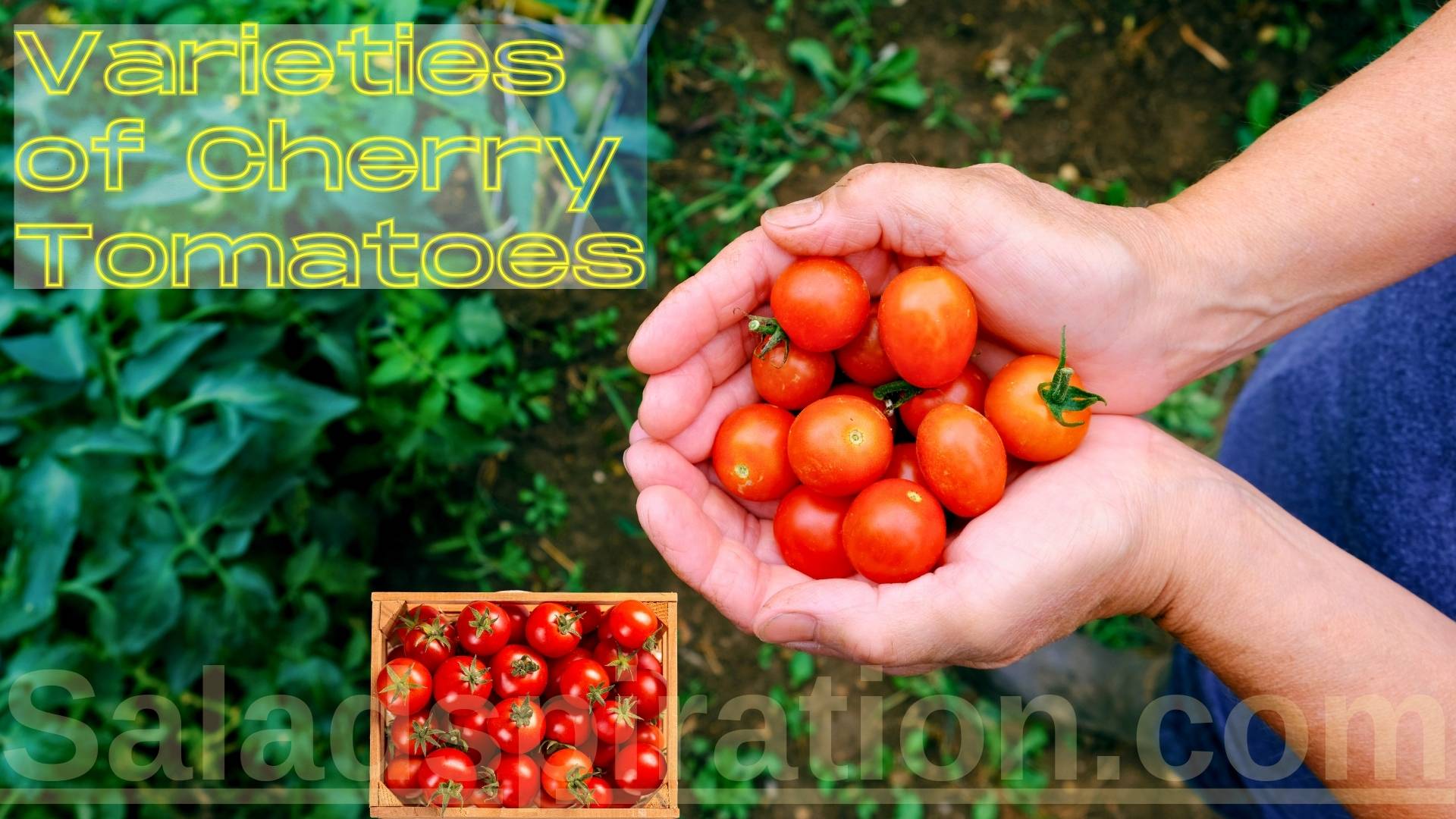 Varieties of Cherry Tomatoes #cherrytomatoes #saladspiration